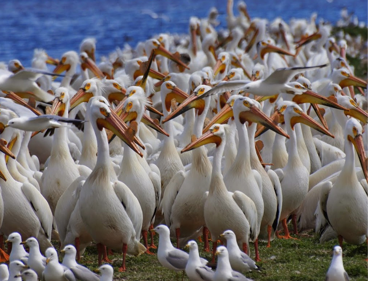 A Crowd of White Pelicans