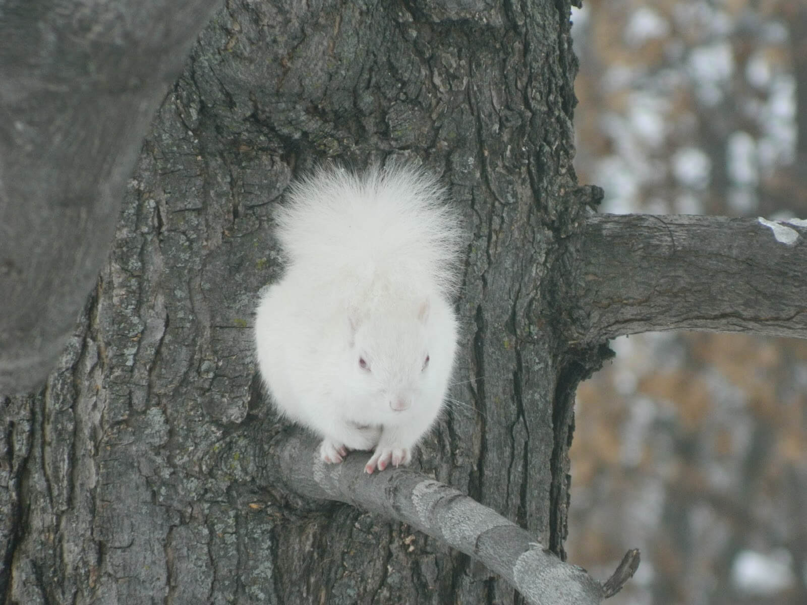 White Rabbit on Branch of Tree